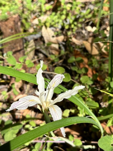 Iris purdyi, photograph 6