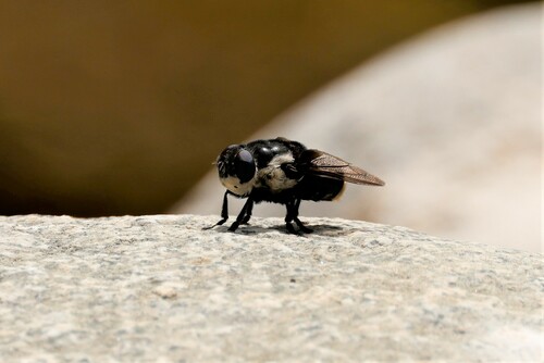 Mouse Bot Fly photo 4