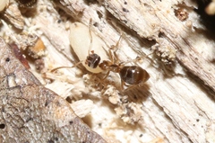 Prolasius advena