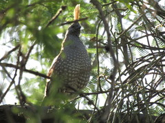 Callipepla douglasii