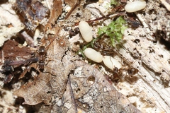 Prolasius advena