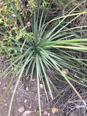 Hesperoyucca