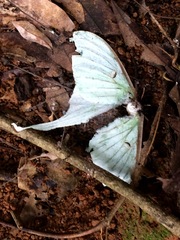 Actias