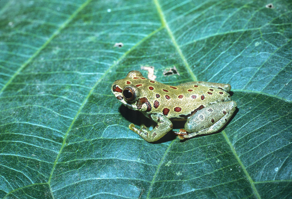 Cameroon Reed Frog