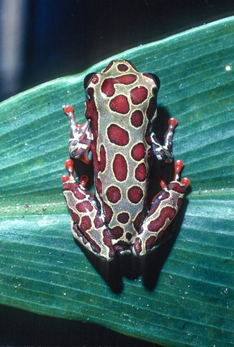 Cameroon Reed Frog