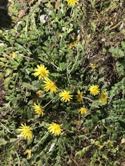 Arctotheca prostrata