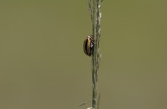 Kuschelina floridana