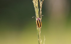 Kuschelina floridana