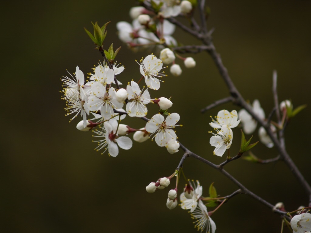 Prunus