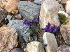 Linaria alpina alpina