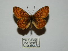 Boloria eunomia