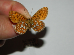 Boloria eunomia