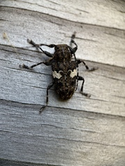 Aegomorphus quadrigibbus