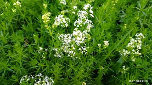 False baby's breath (Galium mollugo)