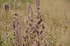 Psylliostachys spicatus