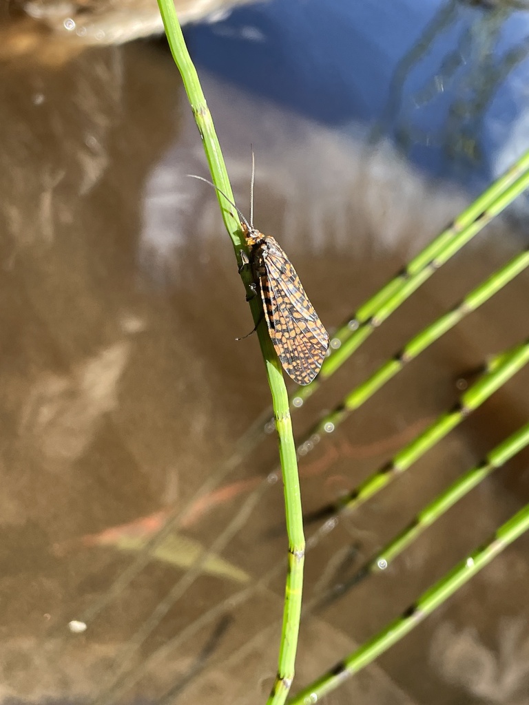Oligostomis pardalis