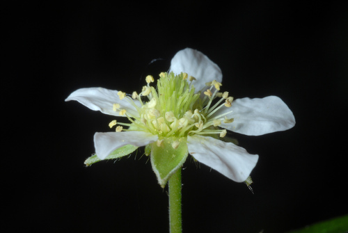 White avens (Geum canadense)