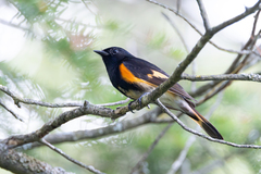 American Redstart photo 5