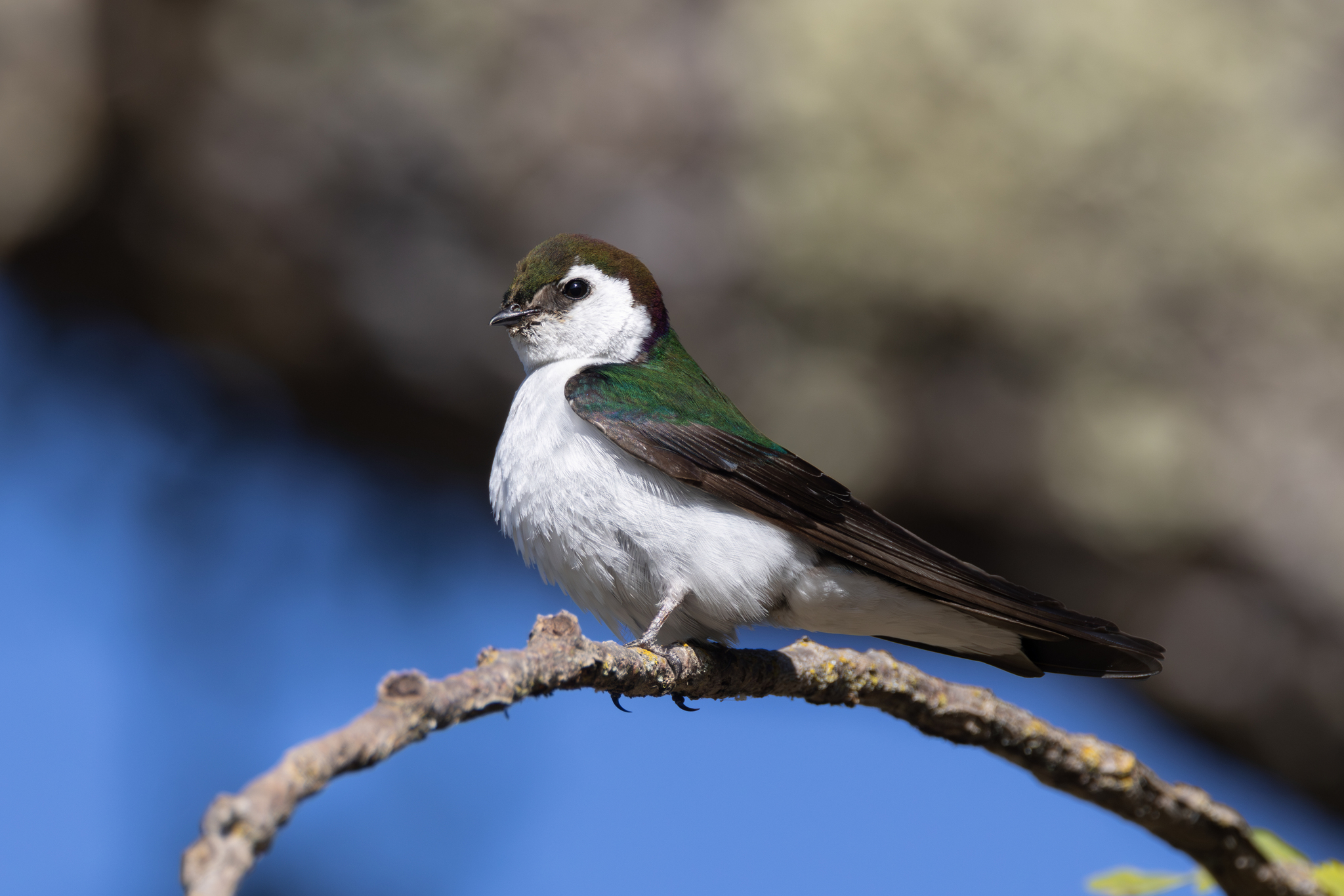 Violet-green Swallow (Tachycineta thalassina)