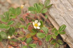 Fragaria chiloensis