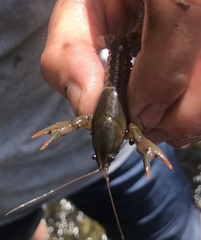 Lacunicambarus nebrascensis