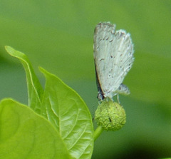 Celastrina neglecta