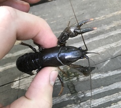 Lacunicambarus nebrascensis