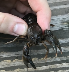 Lacunicambarus nebrascensis