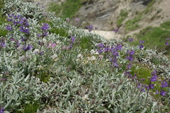 Salvia canescens