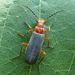 Tomentous Soldier Beetle - Photo (c) molanic, some rights reserved (CC BY-NC), uploaded by molanic