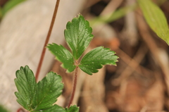 Fragaria chiloensis