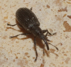 Stenopterapion tenue