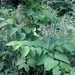 Polygonum × bohemicum - Photo (c) jdberfield, algunos derechos reservados (CC BY-NC), subido por jdberfield