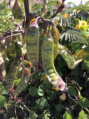 Paraserianthes