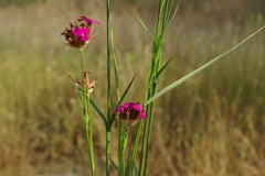 Dianthus capitatus