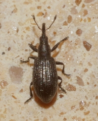 Stenopterapion tenue