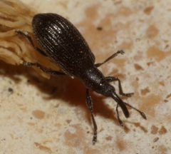 Stenopterapion tenue