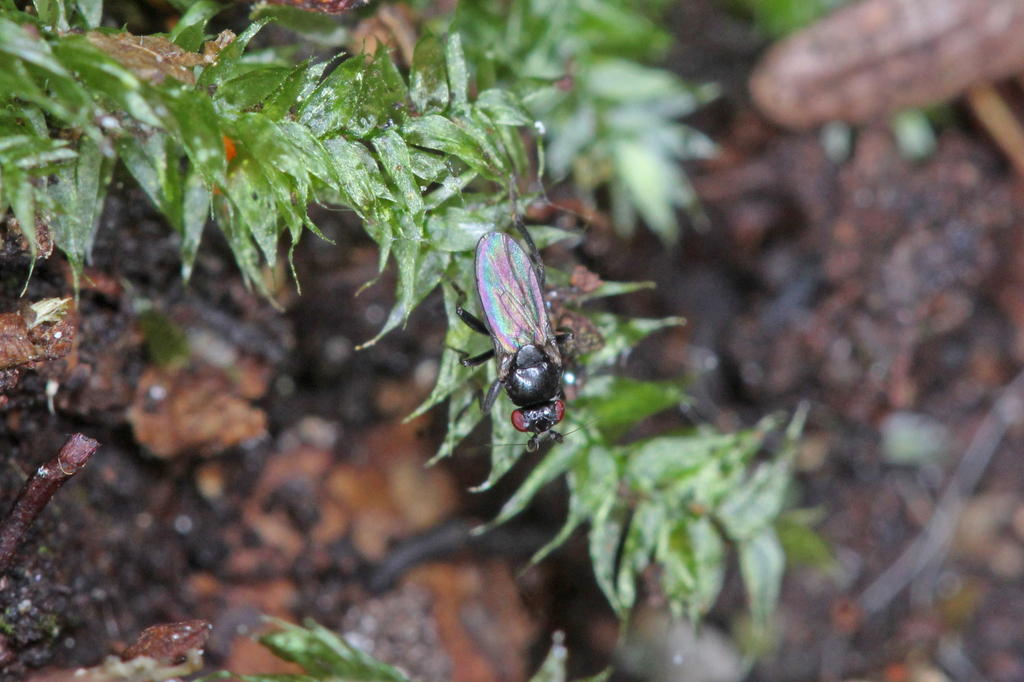 Apteromyia