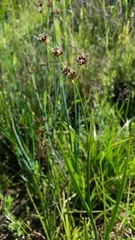 Juncus phaeocephalus phaeocephalus