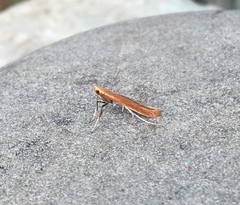 Caloptilia invariabilis