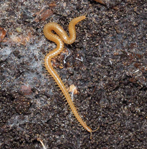 Western Yellow Centipede, photo 4 of 10