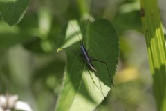 Conocephalus gracillimus