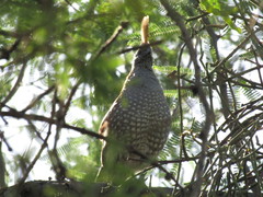 Callipepla douglasii