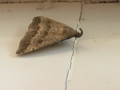 Tetanolita palligera