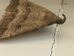 Tetanolita palligera
