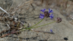 Gilia capitata chamissonis