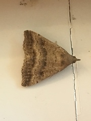 Tetanolita palligera