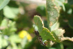 Dorymyrmex insanus