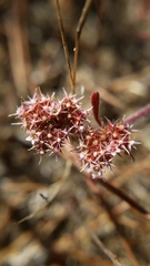 Chorizanthe cuspidata cuspidata