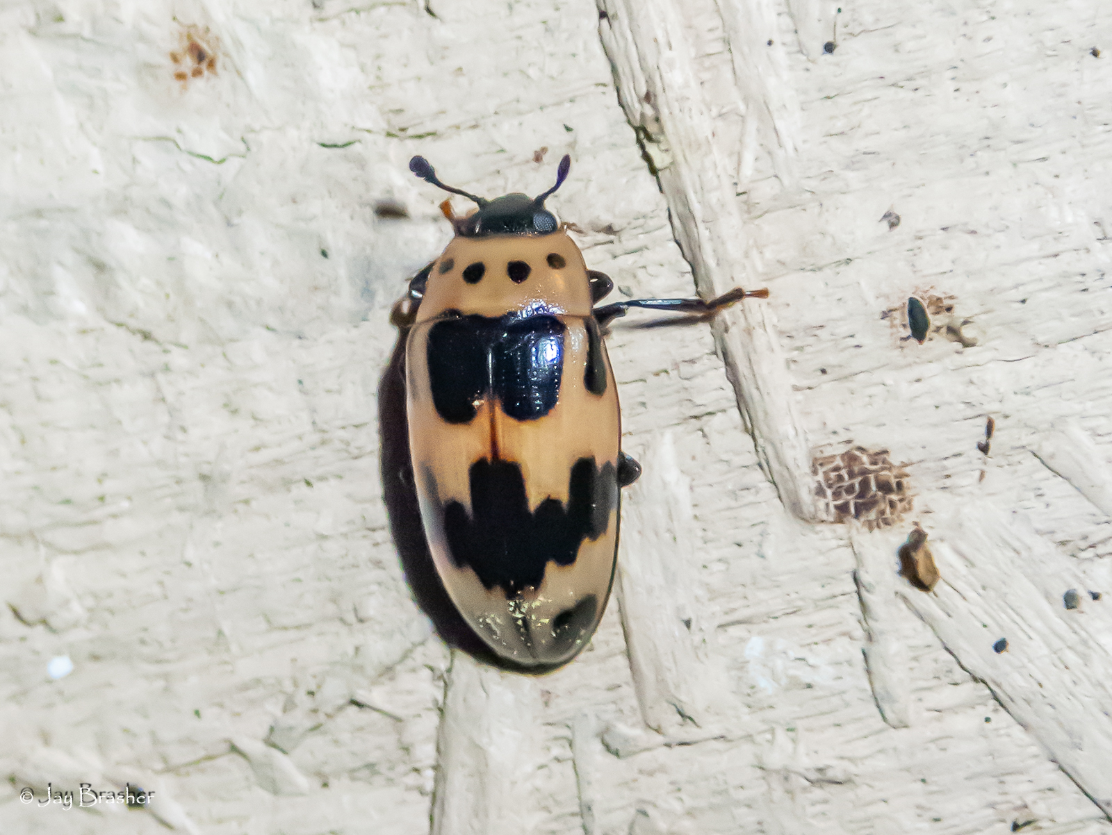 Ischyrus quadripunctatus